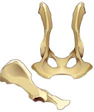 Pelvis